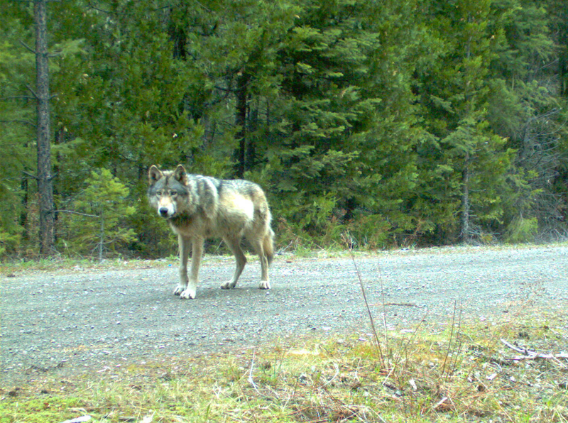 Illustration for article titled These Adorable Wolf Pups Could Be California's First In 100 Years